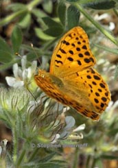 orange butterfly thumbnail graphic